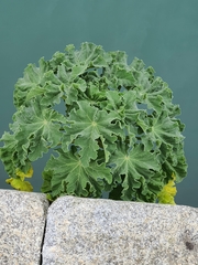Malva arborea