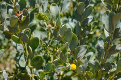 Acacia bivenosa