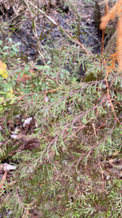 Cupressus lusitanica