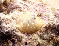 Halgerda terramtuentis