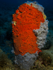 Pinna nobilis