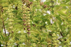 Ocimum campechianum