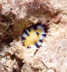 Hypselodoris imperialis