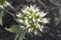 Echium brevirame image