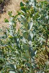 Acacia bivenosa