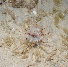 Isarachnanthus