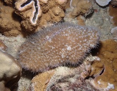 Lobactis scutaria