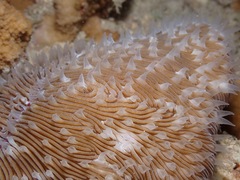 Lobactis scutaria