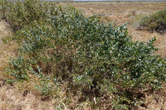 Acacia bivenosa