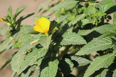 Turnera ulmifolia