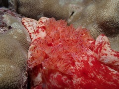 Hexabranchus