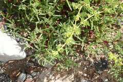 Patellifolia procumbens image