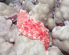 Hexabranchus