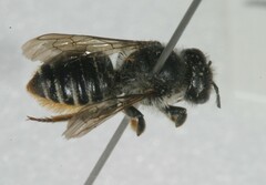 Megachile relativa