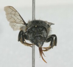 Megachile relativa