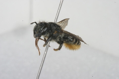 Megachile relativa