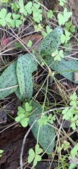 Neotinea maculata