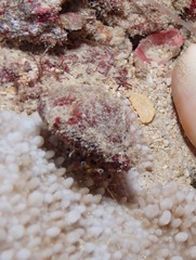 Dardanus sanguinocarpus