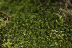 Bartramia pomiformis