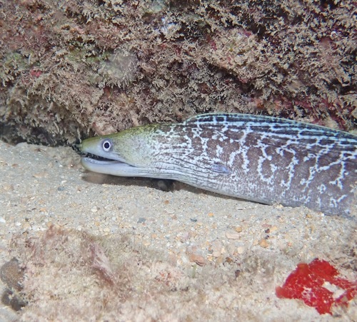 Undulated Moray