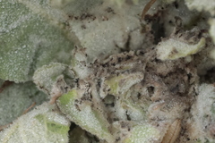 Nothris verbascella