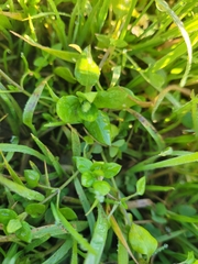 Calandrinia menziesii