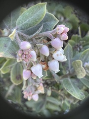 Arctostaphylos tomentosa