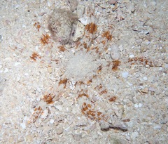 Luidia magnifica