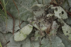 Nothris verbascella