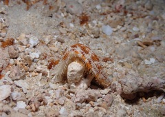 Luidia magnifica