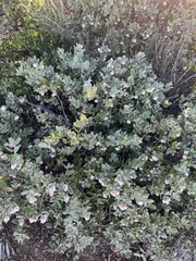 Arctostaphylos tomentosa