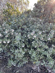 Arctostaphylos tomentosa