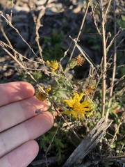 Heterotheca