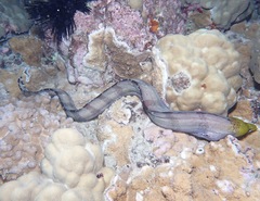Gymnothorax rueppelliae