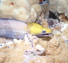 Gymnothorax rueppelliae
