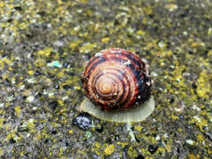 Helix albescens