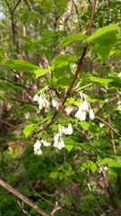 Staphylea trifolia