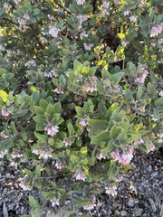 Arctostaphylos