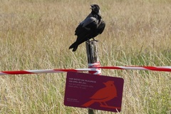 Corvus cornix
