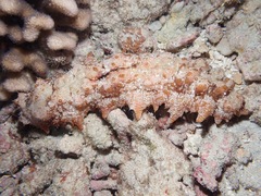Stichopus