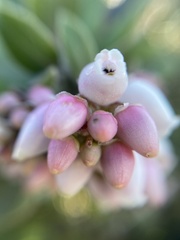 Arctostaphylos