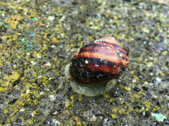 Helix albescens
