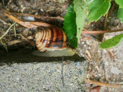 Helix albescens