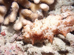 Stichopus