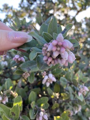Arctostaphylos