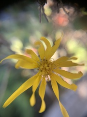 Heterotheca