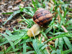 Helix albescens