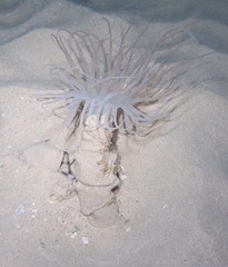 Isarachnanthus