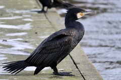 Phalacrocorax carbo carbo