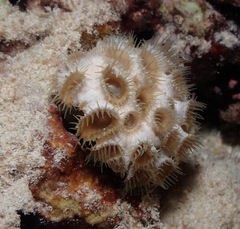 Palythoa tuberculosa